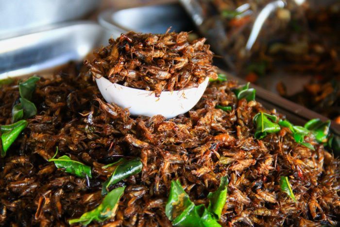 Đặc sản kamaro từ dế của người Philippines