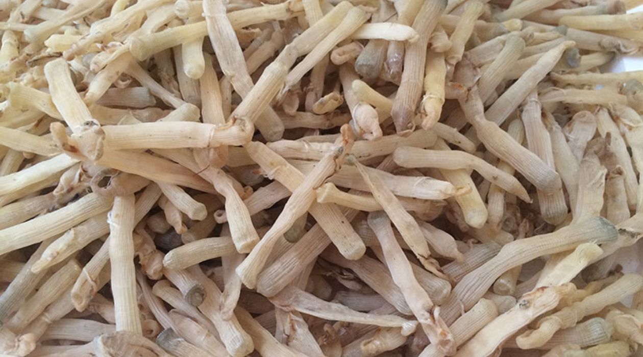 Sá sùng Quan Lạn nổi bật với hương vị thơm ngon, bổ dưỡng và được xem là đặc sản quý giá. Sá sùng Quan Lạn nổi bật với hương vị thơm ngon, bổ dưỡng và được xem là đặc sản quý giá.