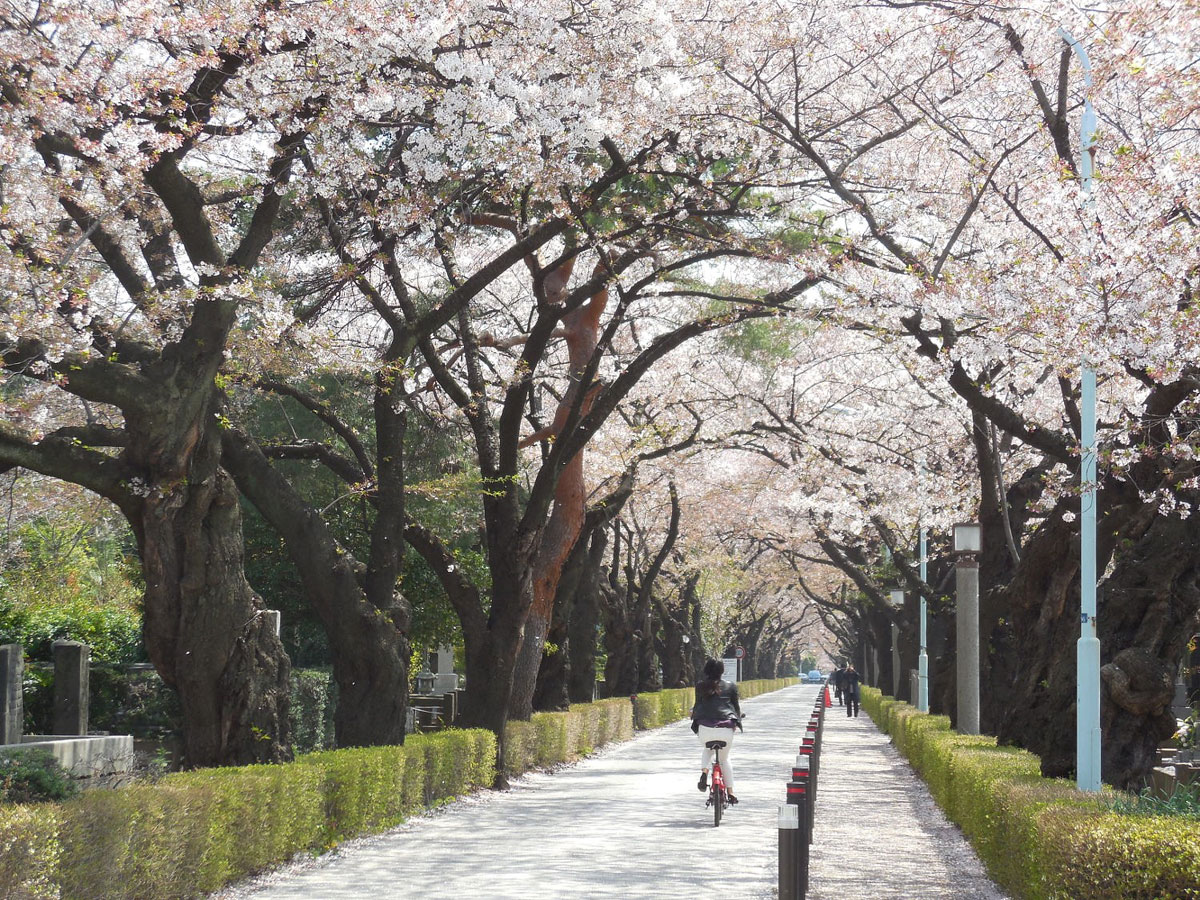 Mùa xuân từ tháng 3 đến tháng 5 là thời điểm lý tưởng để du lịch Nhật Bản và ngắm hoa anh đào Mùa xuân từ tháng 3 đến tháng 5 là thời điểm lý tưởng để du lịch Nhật Bản và ngắm hoa anh đào