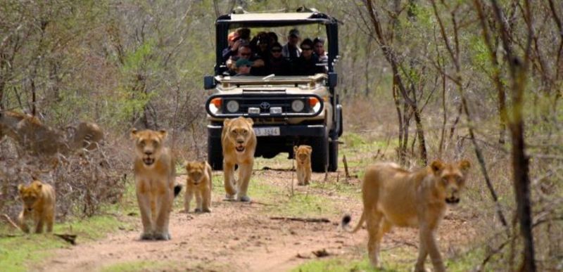 Tham quan vườn quốc gia Pilanesberg Safari hoang dã với những khám phá thú vị
