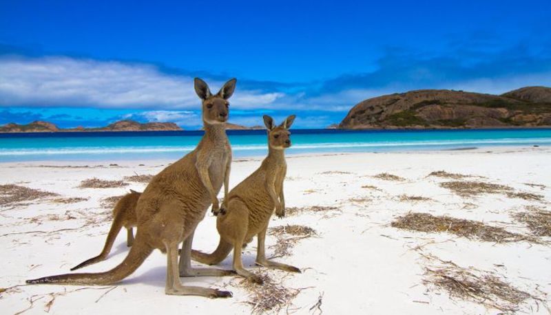Hòn đảo Kangaroo yên bình ở Úc