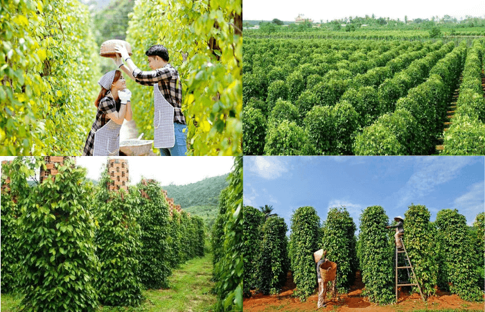 Tour Hà Nội Phú Quốc 4 ngày 3 đêm đưa bạn tới vườn tiêu Phú Quốc xanh ngát