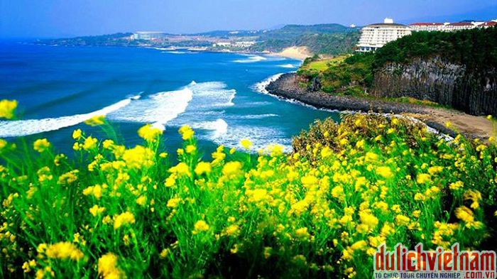 Đảo Jeju Hàn Quốc Đảo Jeju Hàn Quốc