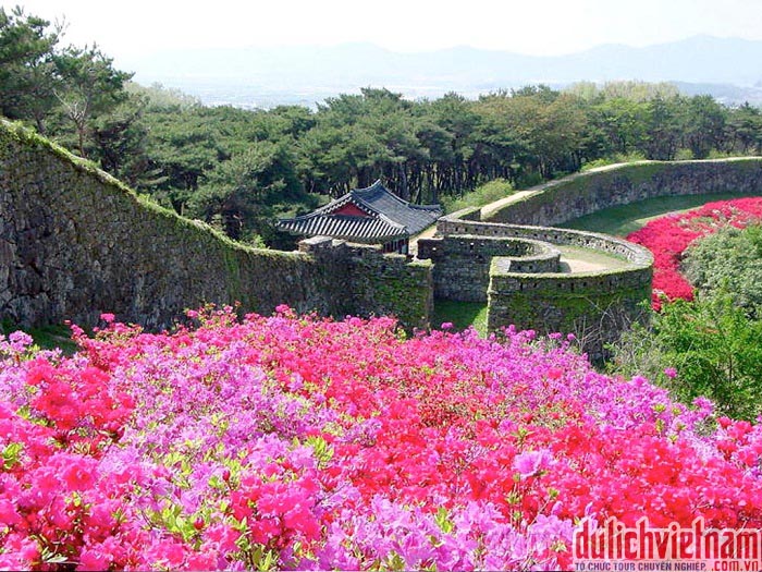 Đảo Jeju Hàn Quốc Đảo Jeju Hàn Quốc