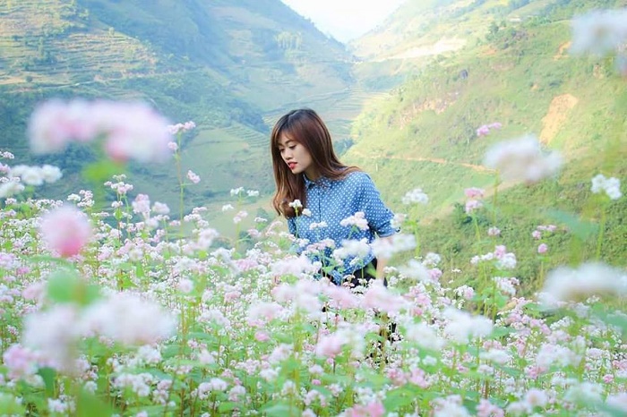 sắc tím hoa tam giác mạch sắc-tím-hoa-tam-giác-mạch