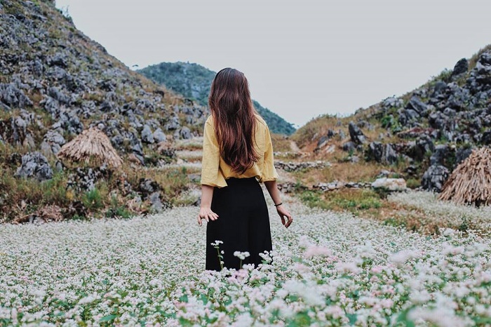 mùa hoa tam giác mạch mùa-hoa-tam-giác-mạch