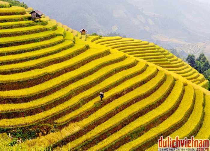Du lịch Mù Cang Chải Du lịch Mù Cang Chải