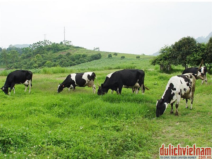 Bò sữa Mộc Châu Bò sữa Mộc Châu
