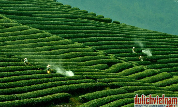 Ghé tham đồi chè Mộc Châu Ghé tham đồi chè Mộc Châu