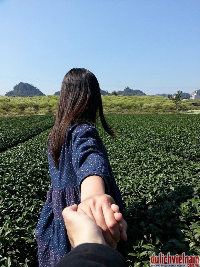 Du khách vui chơi trên đồi chè Mộc Châu Du khách vui chơi trên đồi chè Mộc Châu