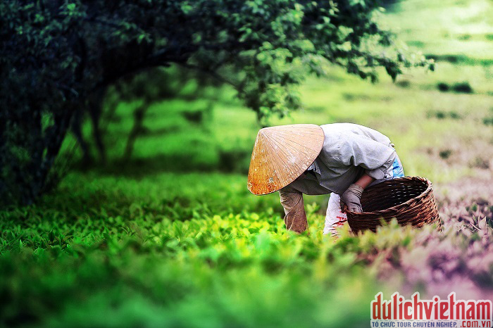 Du khách vui chơi Mộc Châu Du khách vui chơi Mộc Châu