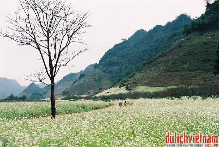 Du lịch Mộc Châu Du lịch Mộc Châu