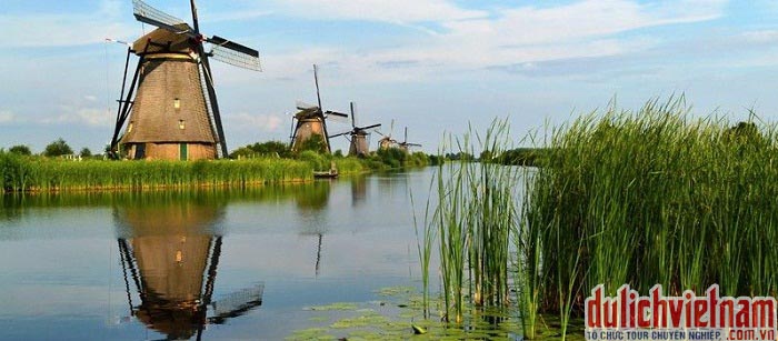 Cánh đồng cối say gió Cánh đồng cối say gió