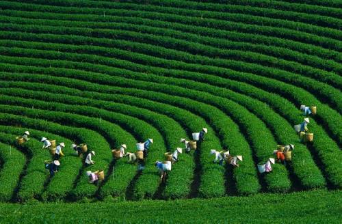 Du lịch Mai Châu - Mộc Châu 2 Ngày