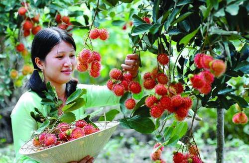 Tour Miền Tây 5N4Đ: Từ Hà Nội - Cần Thơ - Sóc Trăng - Bạc Liêu - Cà Mau - Tiền Giang - Bến Tre - Tây Ninh - Sài Gòn, Bay VJ + Ô tô