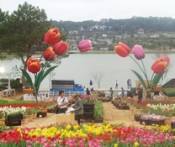 Du lịch Nha Trang – Đà Lạt Đón Mừng Festival hoa 2013/ 5 Ngày