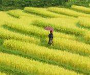 Du lịch Trăng Mật Sapa - Thung Lũng Châu Âu 3 Ngày