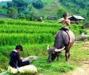 Du lịch Miền Bắc: Sài Gòn - Hà Nội - Đường Lâm - Sapa - Hà Khẩu - Hà Nội - Sài Gòn 4 Ngày