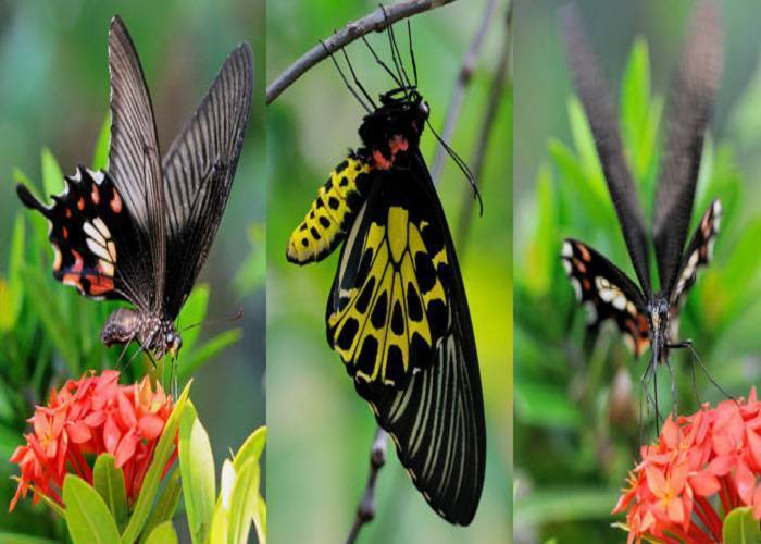 Tour Thái Lan 5N4Đ: Từ Đà Nẵng - Bangkok - Pattaya, Bay EK + KS 4*, giá ưu đãi