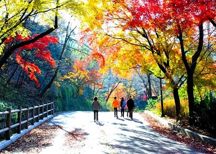 Tour Du Lịch Hàn Quốc 5N4Đ: Từ HCM - Seoul - Nami - Everland, Bay VN/VJ + KS 4*