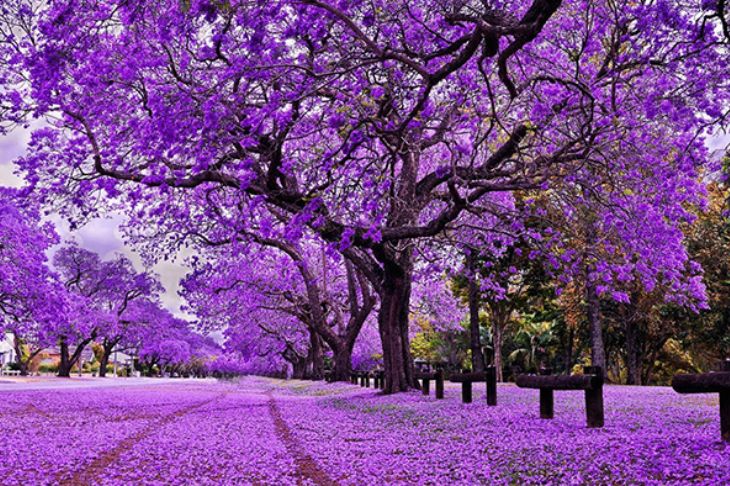 Du Lịch Nam Phi: Hà Nội - Johannesburg - Pretoria - Game Lodge - Cape Town 8 Ngày Bay Singapore Airlines