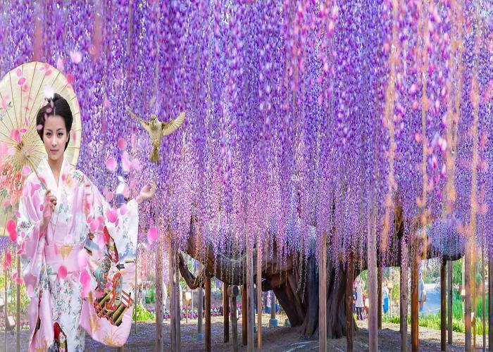 CUNG ĐƯỜNG VÀNG MÙA HÈ | 6N5Đ: Từ HCM - Kobe - Osaka - Kyoto - Yamanashi - Tokyo| Hãng Hàng Không Vietnam