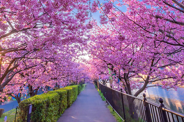 Du Lịch Nhật Bản: Hà Nội - Kobe - Tokyo - Núi Phú Sĩ - Nagoya - Kyoto - Osaka - Lễ Hội Hoa Chi Anh 6 Ngày Bay Vietjet