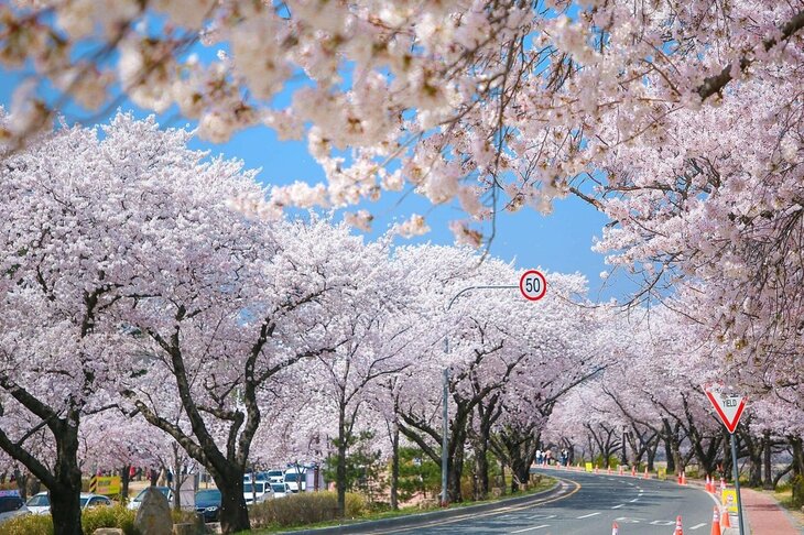 Du Lịch Hàn Quốc Mùa Hoa Anh Đào: Hà Nội - Busan - Seoul - Nami - Incheon 6 Ngày Bay Vietjet Air