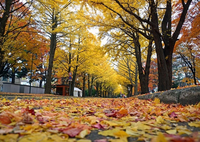 Tour Nhật Bản mùa thu 6N5Đ: Từ HCM - Tokyo - Yamanashi - Nagoya - Kyoto - Osaka, Bay Vietjet Air + KS 3-4*