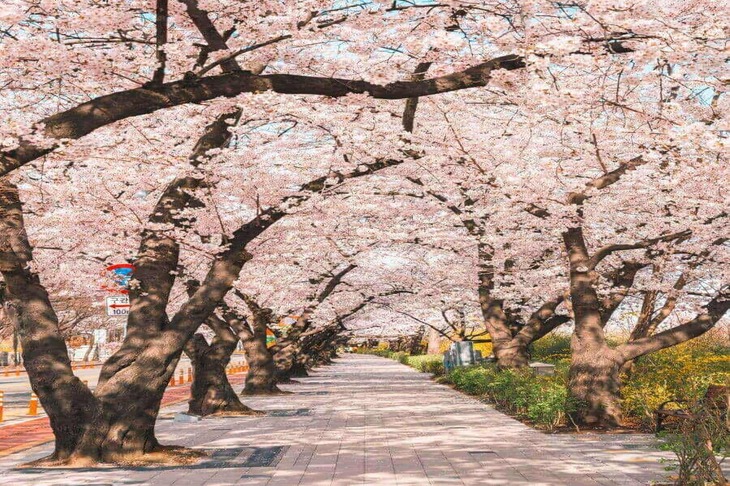 Du Lịch Hàn Quốc: Hà Nội - Seoul - Nami - Everland - Ngắm Hoa Anh Đào Công Viên Yeouido 5 Ngày Bay Vietjet Air