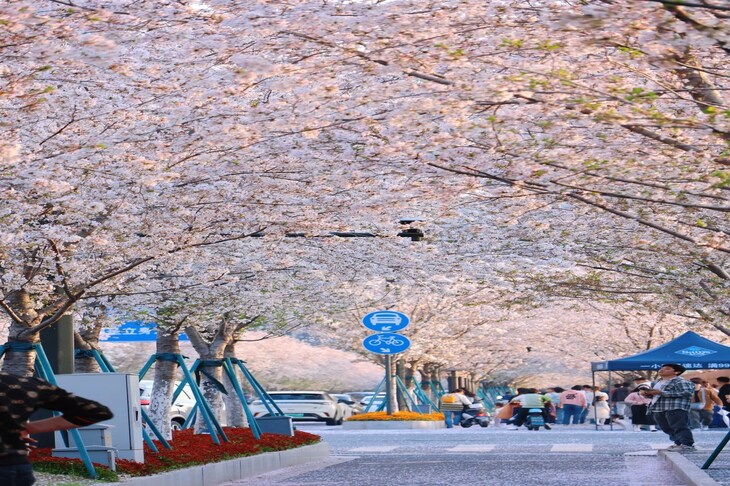 Du Lịch Trung Quốc: Hà Nội - Nam Kinh - Thượng Hải - Hàng Châu - Bộc Viện Cổ Trấn 6 Ngày Bay Air China (No Shopping)