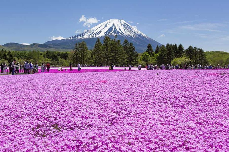 Du Lịch Nhật Bản: Hà Nội - Nagoya - Nara - Nagoya - Kyoto - Núi Phú Sĩ - Lễ Hội Hoa Chi Anh - Tokyo 6 Ngày Bay Vietjet Air