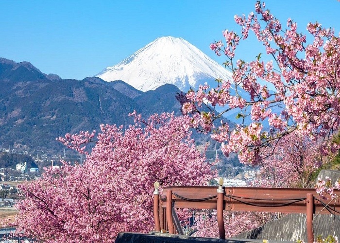 Tour Nhật Bản hoa anh đào 5N4Đ: Từ HCM - Shizuoka - Kawazu Zakura - Yamanashi - Nagano - Saitama - Tokyo, Bay Vietnam Airlines + KS 3-4*