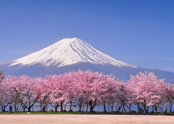 Tour Nhật Bản hoa anh đào 6N5Đ: Từ HCM - Tokyo - Yamanashi - Nagoya - Kyoto - Osaka, Bay Vietnam Airlines + KS 3-4*