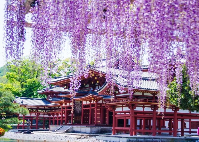 Tour Nhật Bản hoa tử đằng 6N5Đ: Từ HCM - Kobe - Osaka - Kyoto - Yamanashi - Tokyo, Bay Vietnam Airlines + KS 3-4*