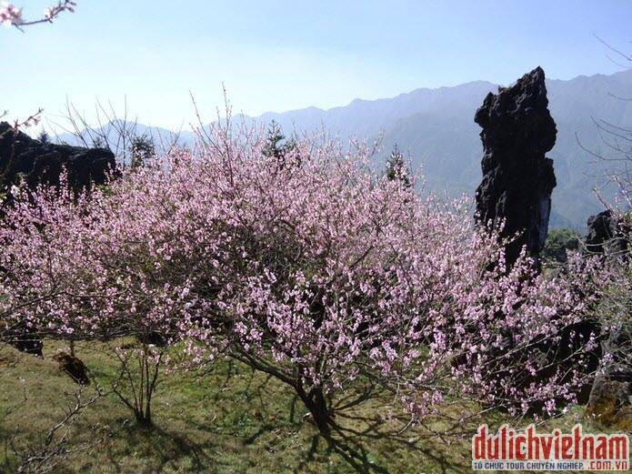 Cùng ngắm hoa đào ở Sapa Cùng ngắm hoa đào ở Sapa