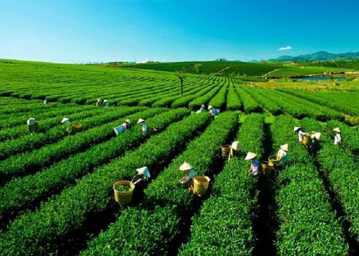 Tour Miền Bắc 4N3Đ: Từ Đà Nẵng - Cửa Khẩu Hà Khẩu - Sapa - Mộc Châu, VMB + KS 3*